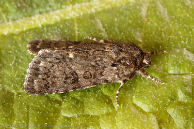 08787 Zuringuil - Knot Grass - Acronicta rumicis