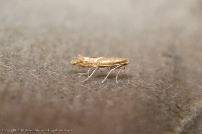 1269 Vuurdoornvouwmot - Firethorn Leaf Miner - Phyllonorycter leucographella