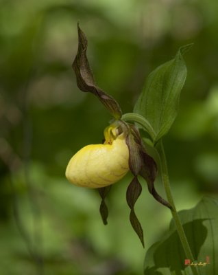 Large Yellow Lady's Slipper Orchid (DSPF253)