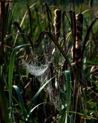 Dewey Orb Web and Cattails (DDM005)