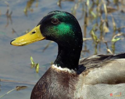 Mallard Drake (DWF077)