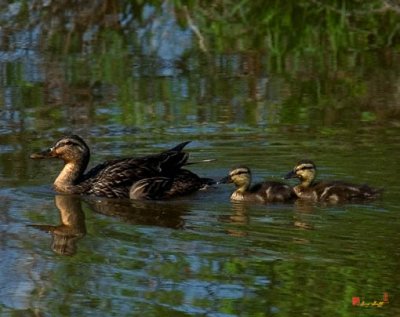 Family of Mallard Ducks (DWF037)