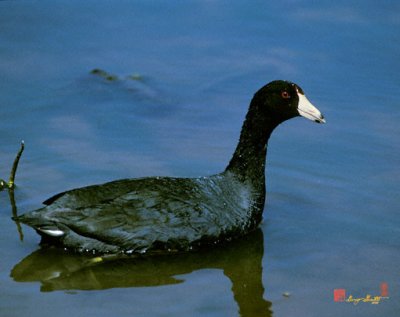 American Coot (92A)
