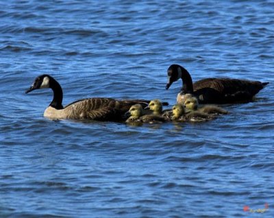 Canada Goose Family (DWF059)