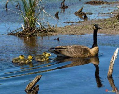 Canada Goose and Goslings (DWF061)