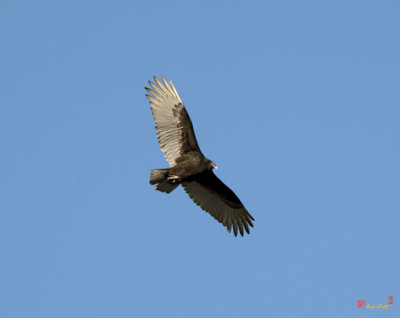 Turkey Vulture Soaring Overhead (DRB126)