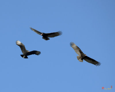 Mixed Groups of Vultures