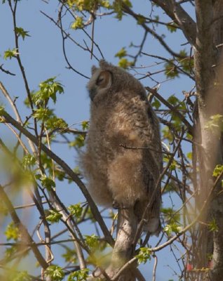 Fledgling Great Horned Owl (DRB131)