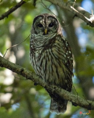 Barred Owl (DRB002)