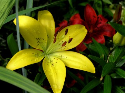 Yellow lily.jpg