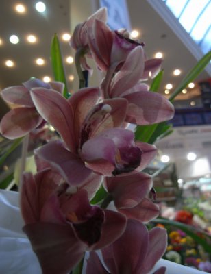 Another florist orchid.jpg
