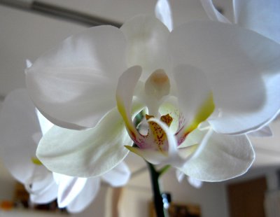G  E Orchid 2 p s.jpg