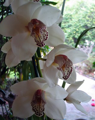 Orchids at Killara.jpg