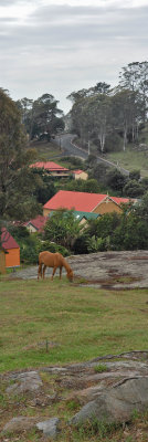 VBLV Horse at Central Tilba.jpg