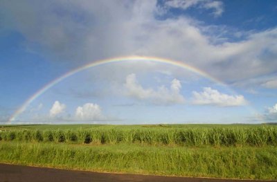 Rainbow over cane.JPG