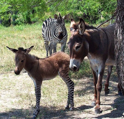 Zonkey in the US of A.jpg