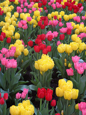 New York tulips.jpg
