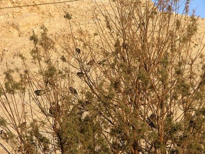 Sparrows at Deir el-Medina.jpg