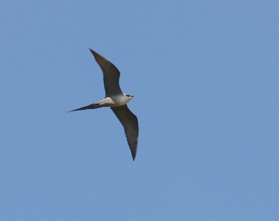 Fjllabb  Long Tailed  Skua  Stercorarius  Longicaudus  Swedish Lapland   Padjelanta   june 2008