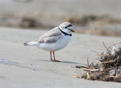 Piping Plover  Charadrius melodus