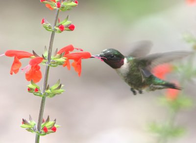Ruby-Throated Hummingbird  Archilochus colubris