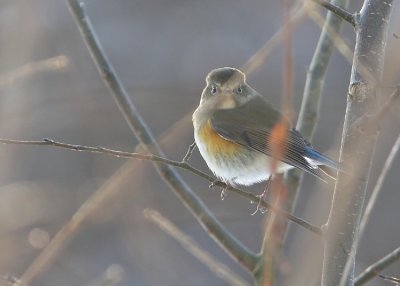 Blåstjärt Redflanked Bluetail tarsiger cyanurus Sweden