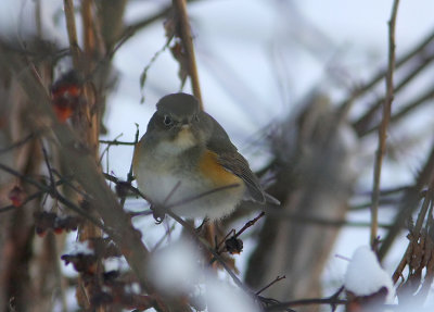 Blåstjärt Redflanked Bluetail tarsiger cyanurus Sweden