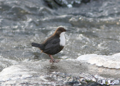 Strömstare Cinclus cinclus White-throated Dipper Sweden 2010