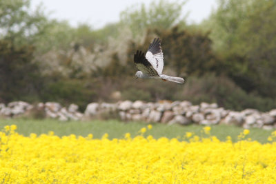 Ängshök Montagus Harrier Circus pygargus Öland Sweden may 2010