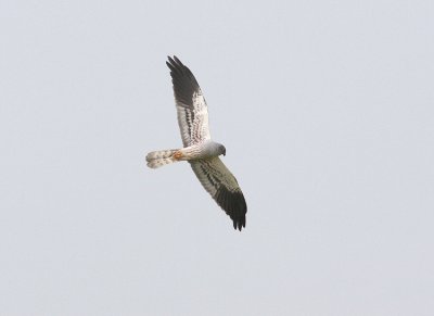 Ängshök Montagus Harrier Circus pygargus Öland Sweden may 2010