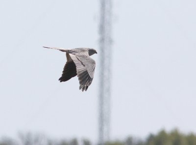 Ängshök Montagus Harrier Circus pygargus Öland Sweden may 2010