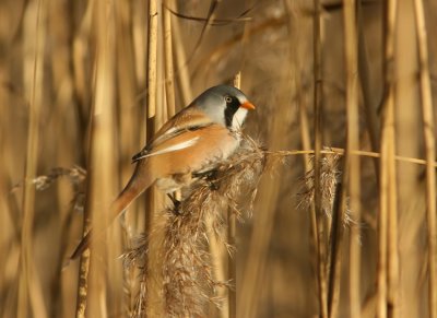 Skggmes Bearded Reedling  Panurus biarmicus  Sweden