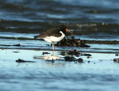 Eurasian Oystercatcher Haematopus ostralegus Sweden