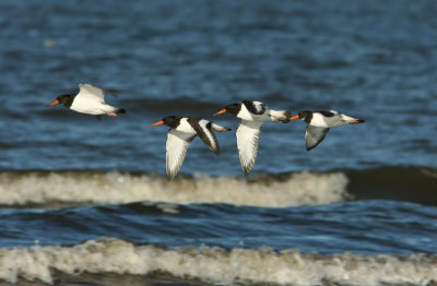 Eurasian Oystercatcher  Haematopus ostralegus Sweden