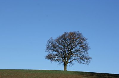 Oak tree Southern Sweden