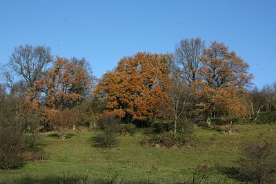 Oak Trees  Southern Sweden