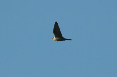 Gyr Falcon  Falco rusticolus  Rnnen southern Sweden