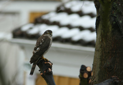 Sparrowhawk  Accipiter nisus