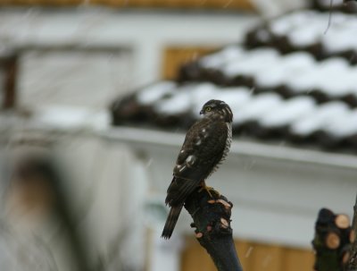 Sparrowhawk  Accipiter nisus