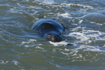 Sea Elephant