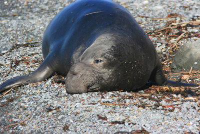 Sea Elephant