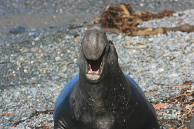 Sea Elephant