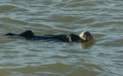 Sea Otter