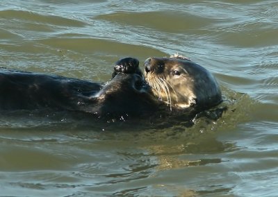 Sea Otter