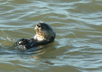 Sea Otter
