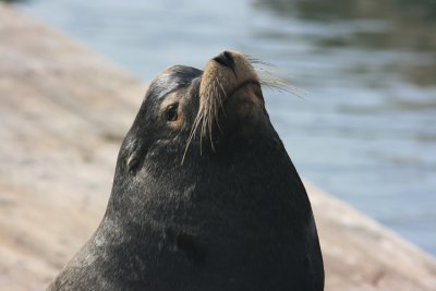Sea lion  San francisco