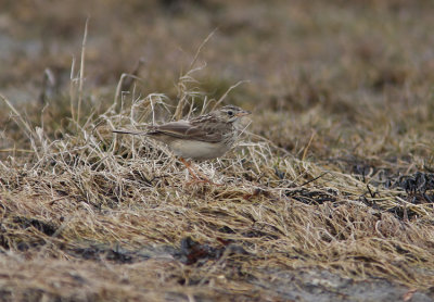 Blyth's Pipit  Anthus godlewskii  Sweden