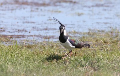 Tofsvipa Lapwing Vanellus vanellus Sweden