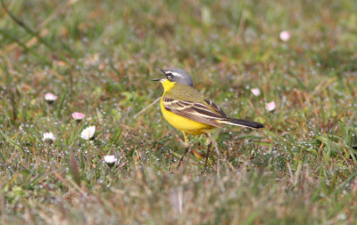 Yellow Wagtail  Motacilla flava