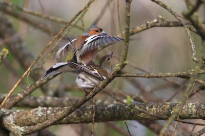 Bofink Common Chaffinch  Fringilla coelebs  Sweden